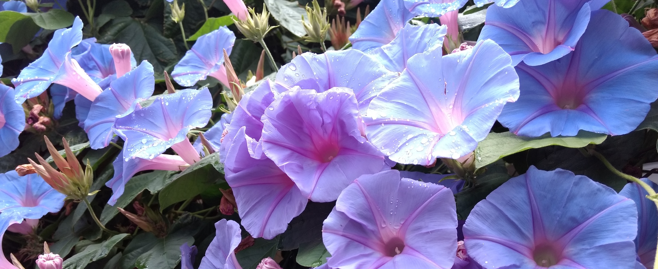 Dew-bedecked Morning Glory flowers in partial sunlight